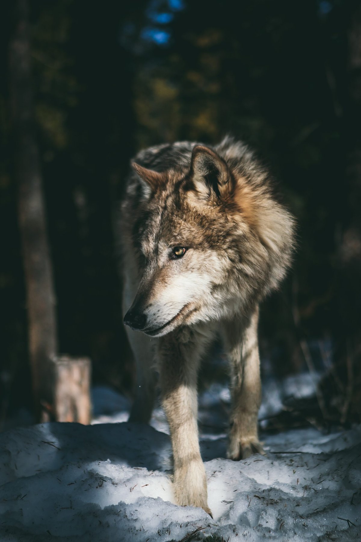 Andrew-Ly-Timber Wolf-unsplash