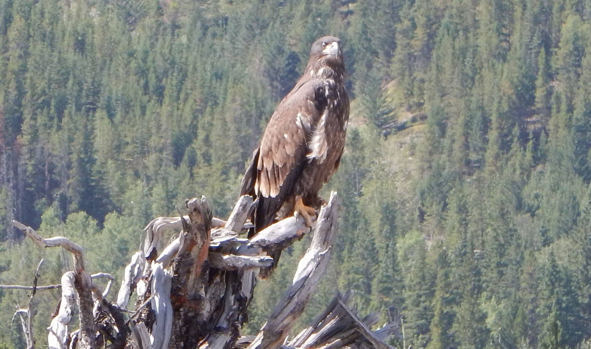 Golden Eagle