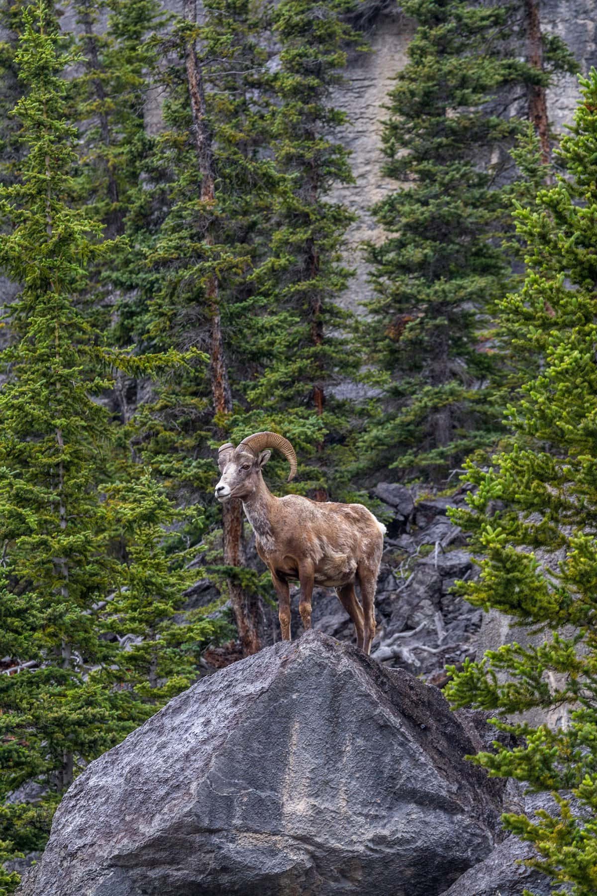 Jody-Confer-Big Horn Sheep-unsplash