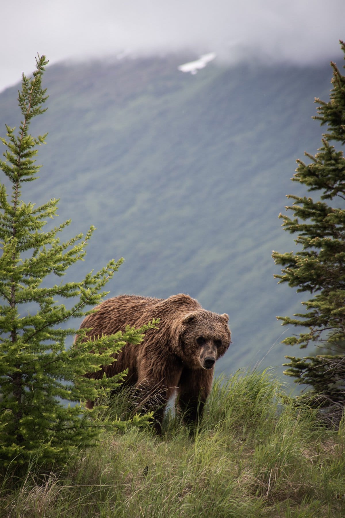 John-Thomas-Grizzly Bear-unsplash