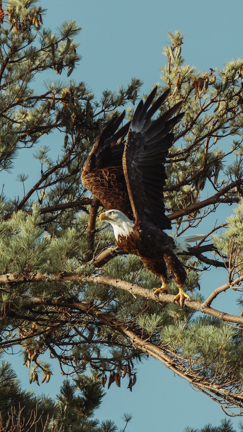 Mark-Olsen-Bald Eagle-unsplash