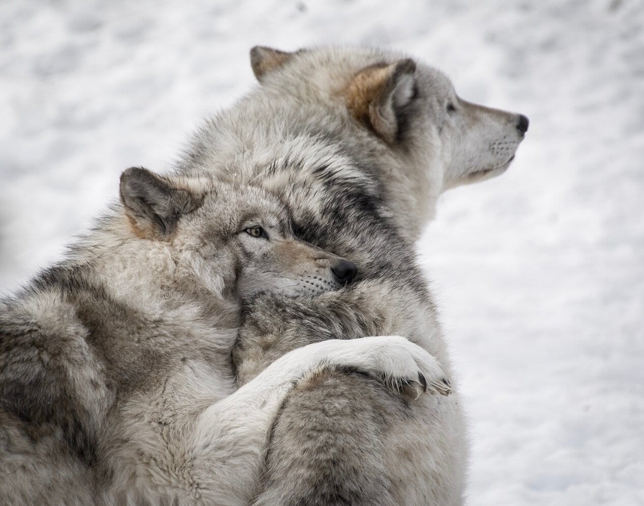 Yannick-Menard-Gray Wolves-unsplash